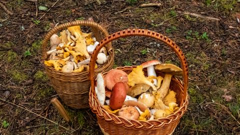ТЕСТ ⟩ Где лисичка, а где - подосиновик? Только настоящий гр