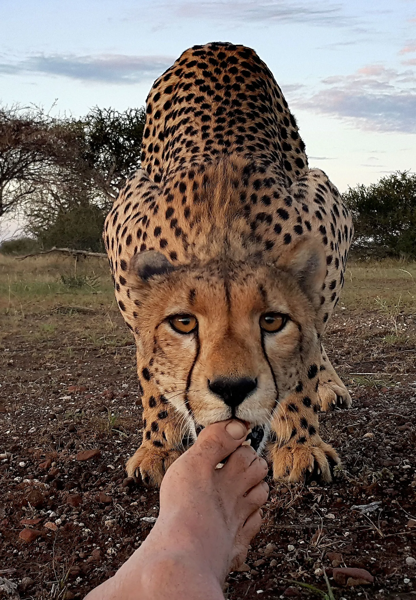 Gepard fotograafi jalgade juures.