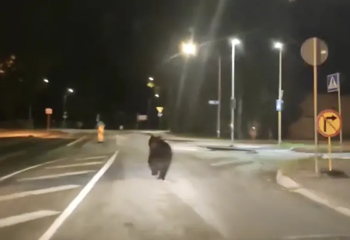 VIDEO Tartus auto ees jooksnud karu suundus Ropka parki