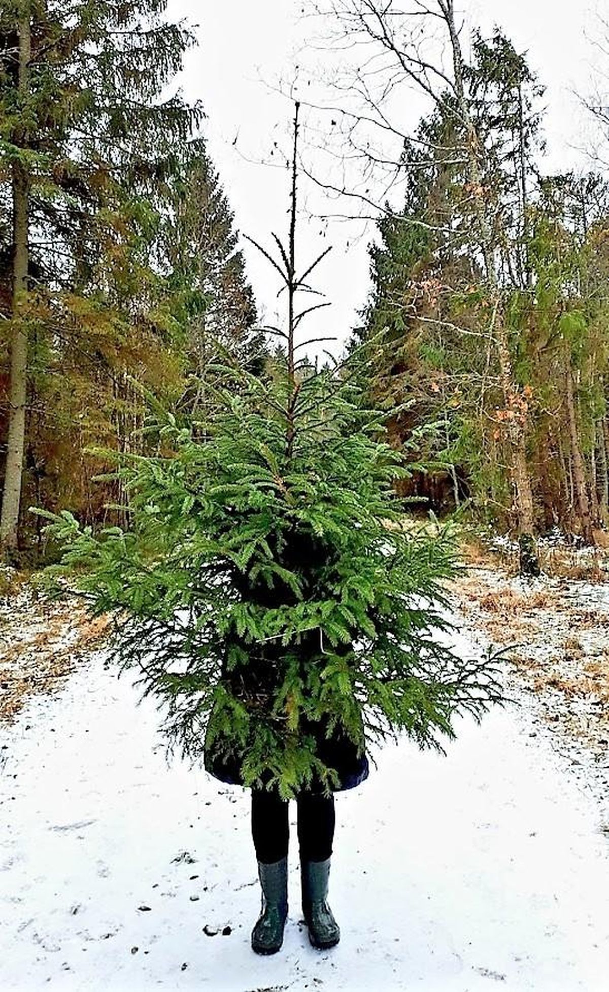 Metsa ise jõulupuud tooma. FOTO: