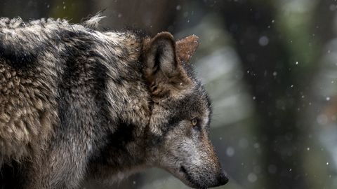 Hamburgis naist rünnanu hunt naasis metsa