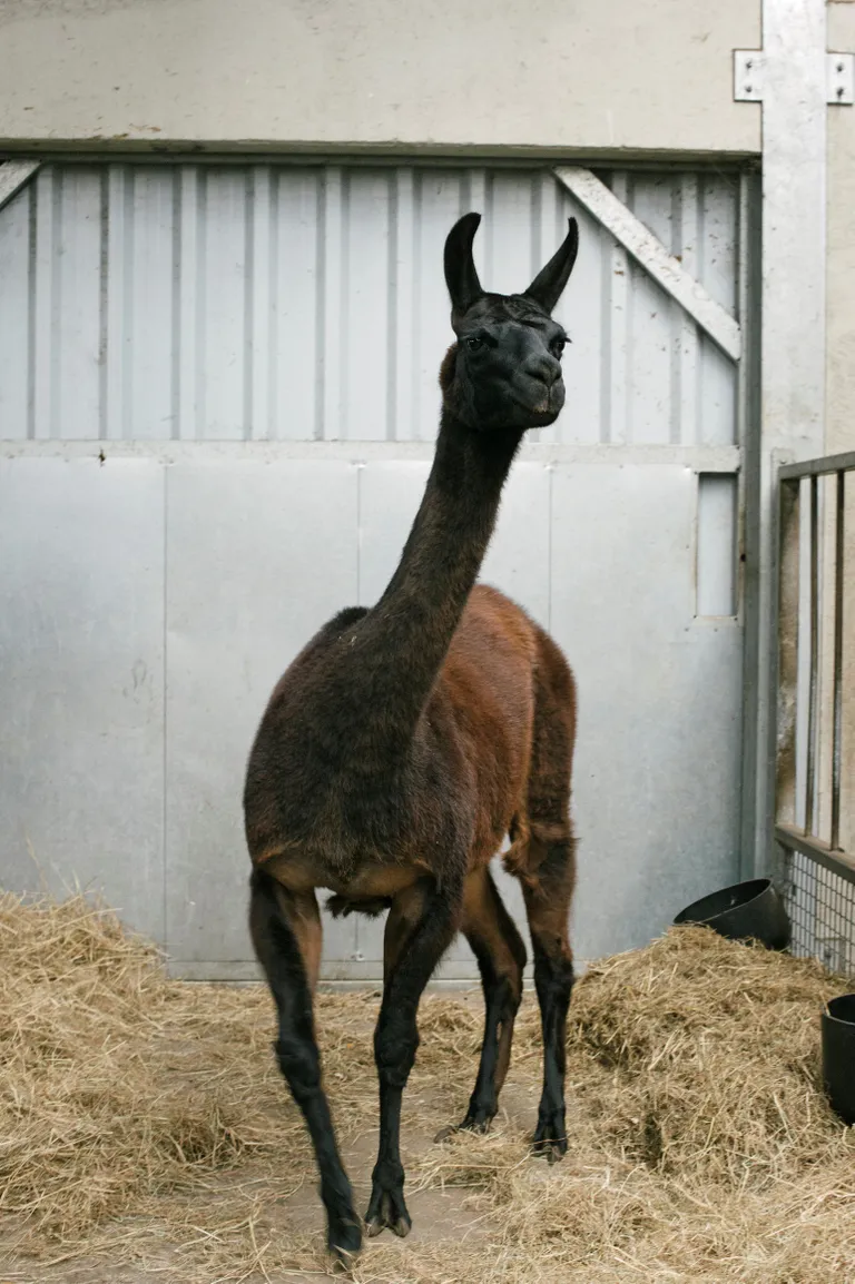 Laama nimega Winter