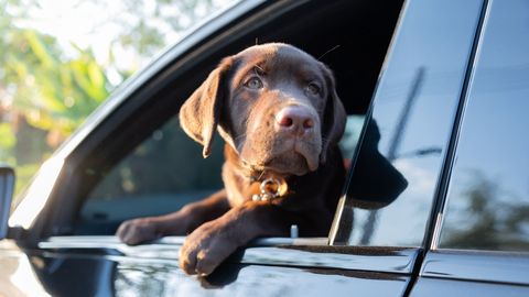 This is why you must not leave pets in cars in hot weather