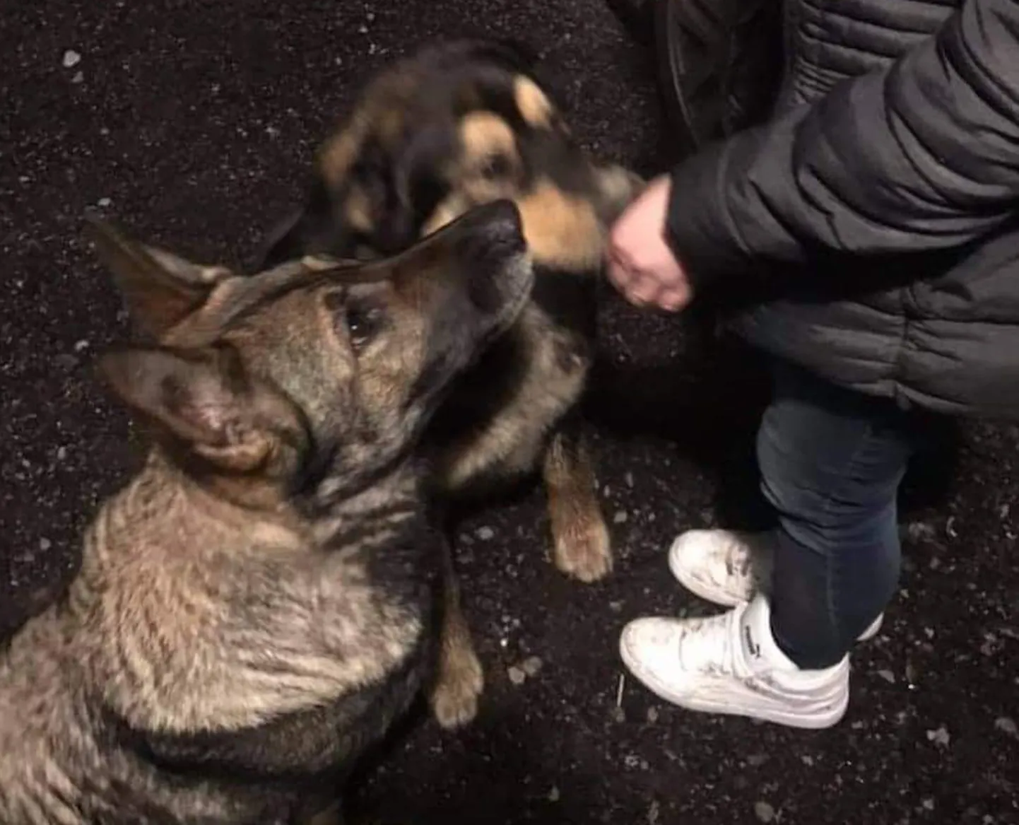 Jõelähtmel haugub öösiti koer, kes inimestel magada ei lase.