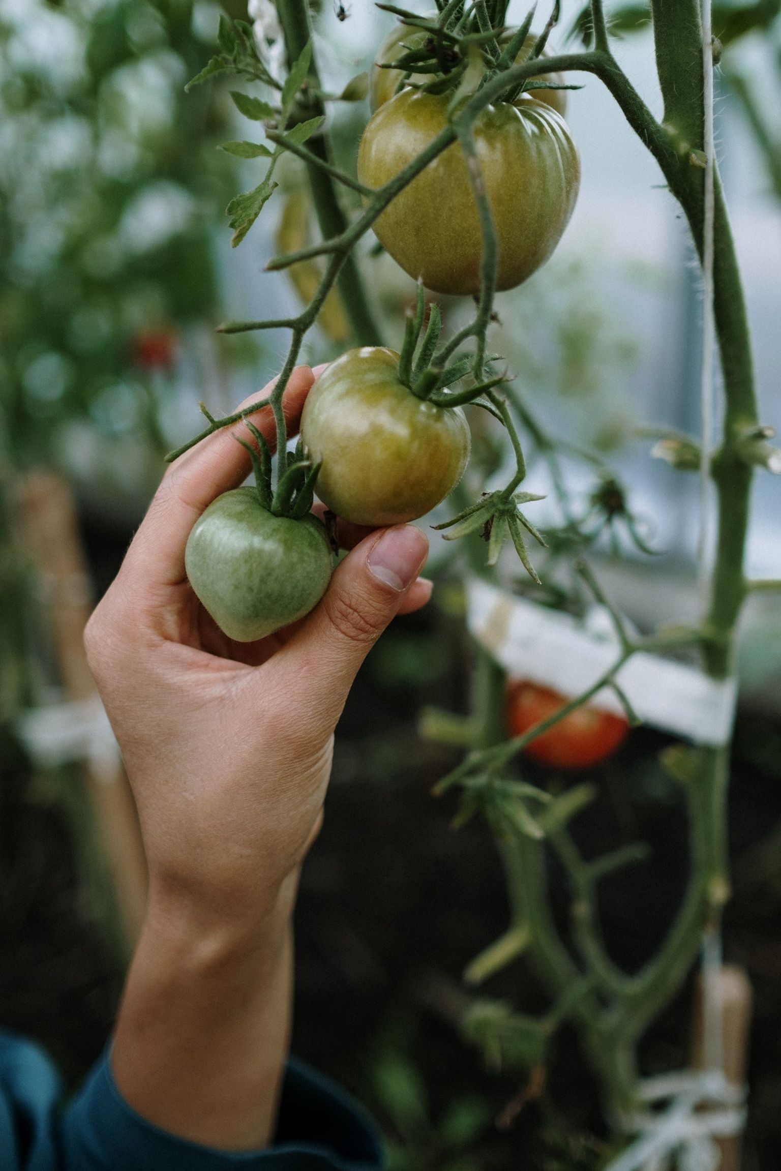 Tomatid armastavad valguse, soojuse ja niiskuse tasakaalu.
