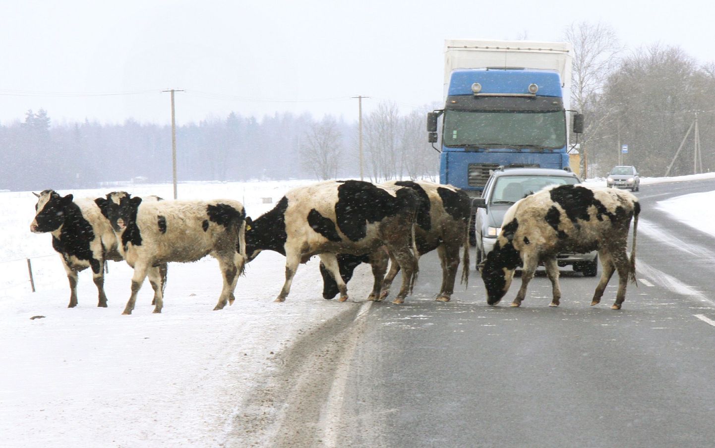 Mannare külas elava taluniku isepäi jalutavad loomad on Tori vallas põhjustanud liiklusõnnetusi varemgi. Pärnu Postimehe fotograafi kaamera ette jäi loomakari veebruaris.