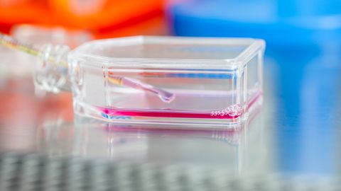 Avastuse tegi TÜ tehnoloogiainstituudi viroloogia uurimisrühm. Pilt on illustreeriv. Avastuse tegi TÜ tehnoloogiainstituudi viroloogia uurimisrühm. Pilt on illustreeriv.