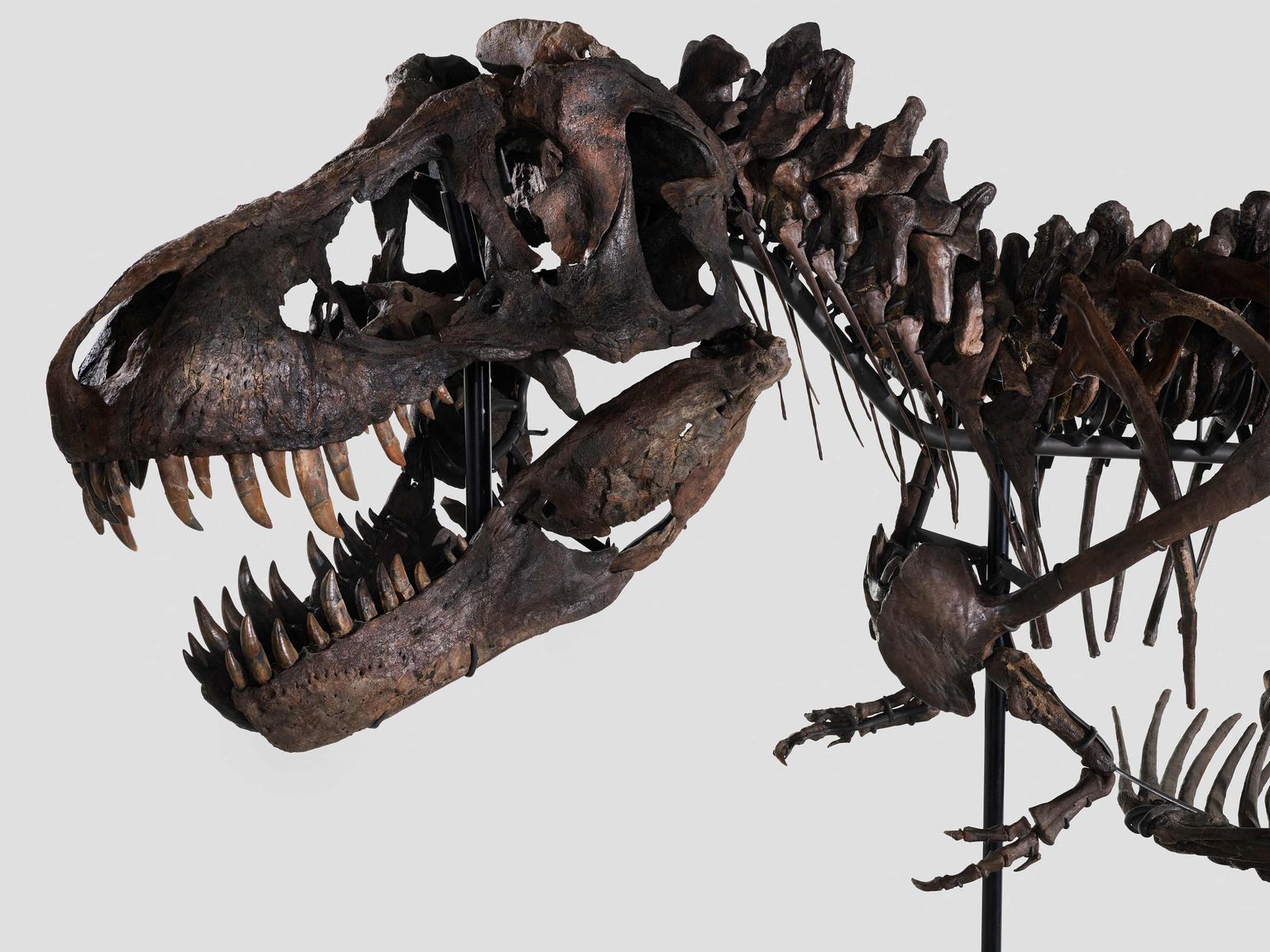 Šveitsis Zürichis paneb Kolleri oksjonimaja 18. aprillil 2023 enampakkumisele 67 miljoni aasta vanuse türannosauruse skeleti, mis tegelikult koosneb kolme türannosauruse luudest