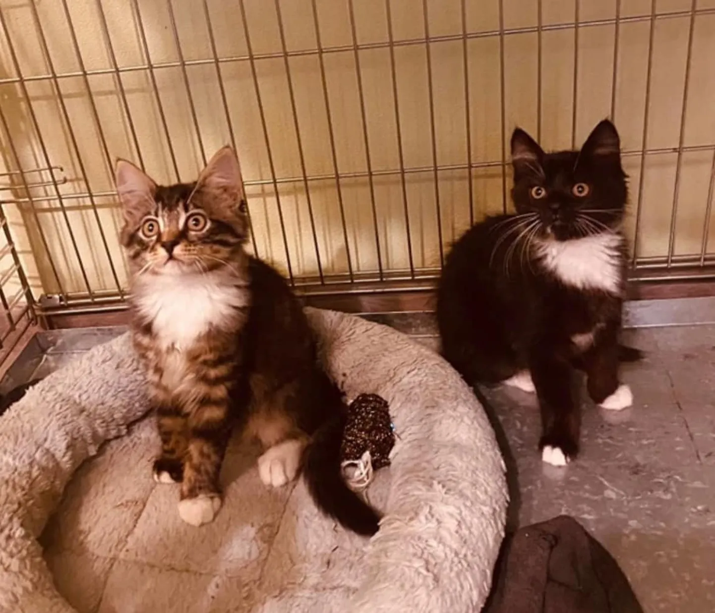 Zeus ja Xena