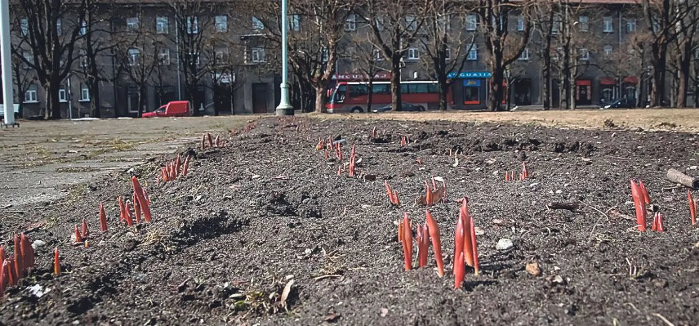 Kui linnarahvas niisama heldelt püsikuid toob kui mullu, saab õiteilu juurde mitu avalikku lillepeenart. Esimesena on Pärnu linnaaednikul Piret Unnil kavas laiendada Keskväljaku kõrval asuvat peenart ja istutada sinna kolm-neli sorti püsililli ning teist niisama palju pisemaid puid-põõsaid.