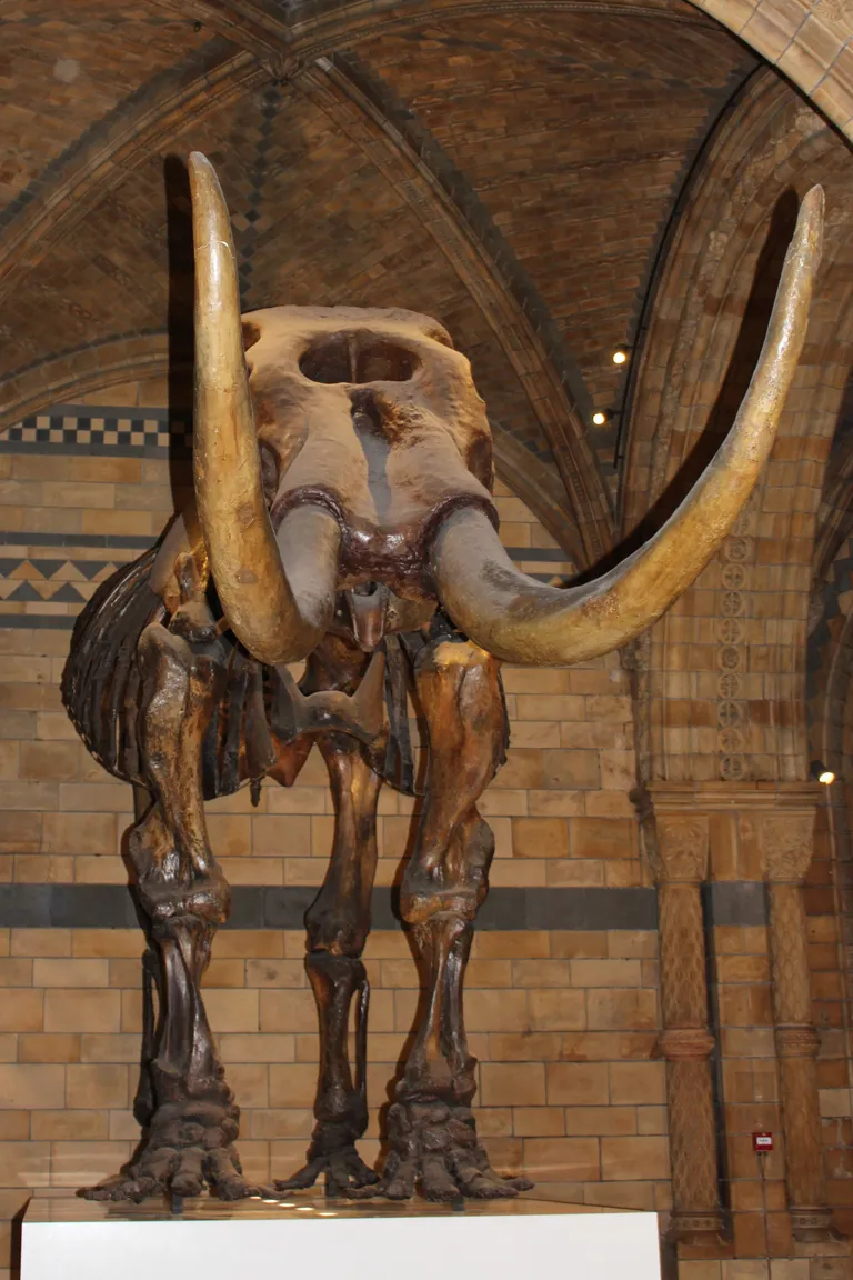 Ameerika mastodoni (Mammut americanum) skelett Londoni loodusmuuseumis.