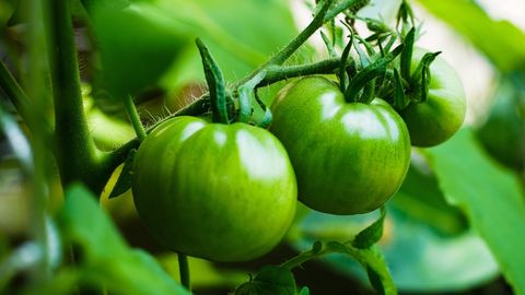 Советы огородникам ⟩ Три причины, по которым помидоры не хотят созревать