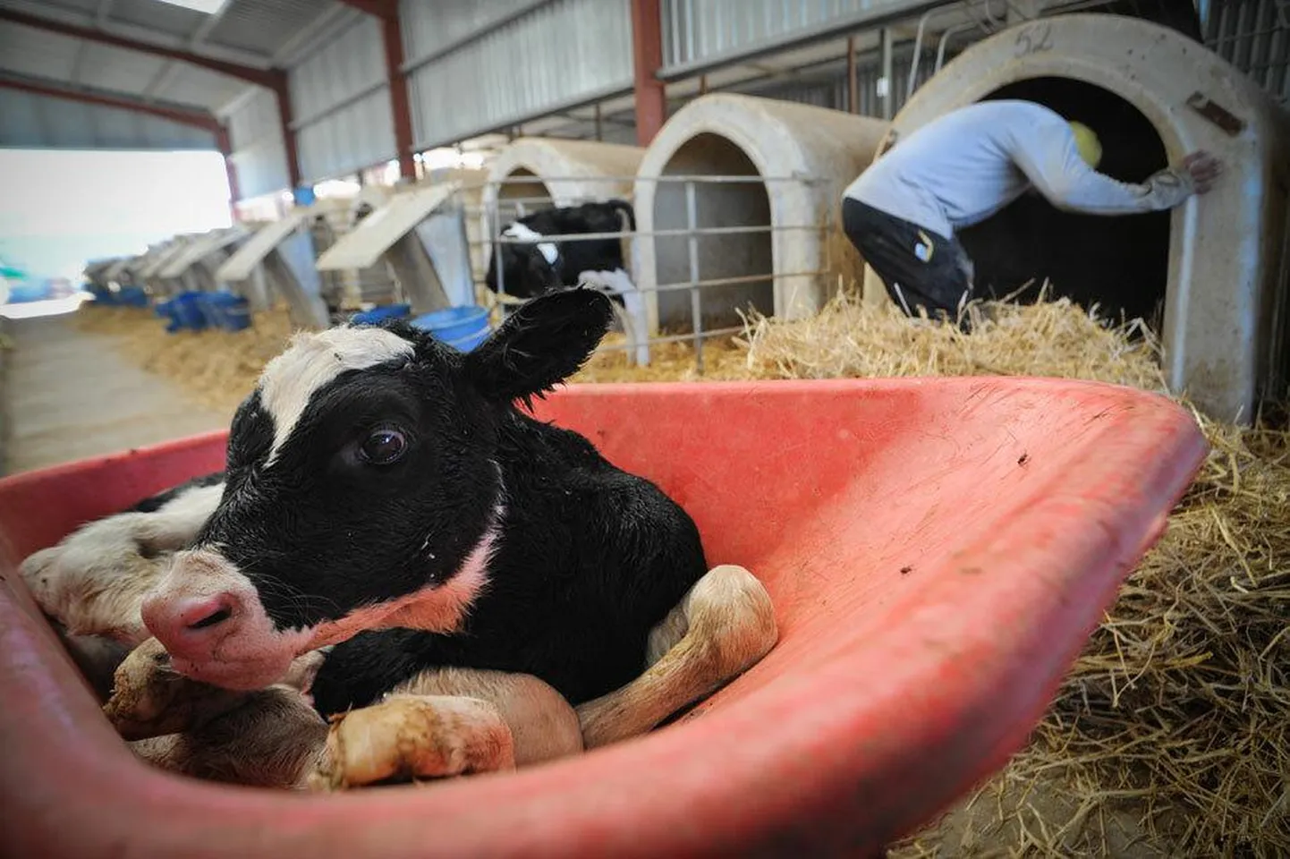Vastsündinud vasikas Hispaania loomasõbralikus farmis.
