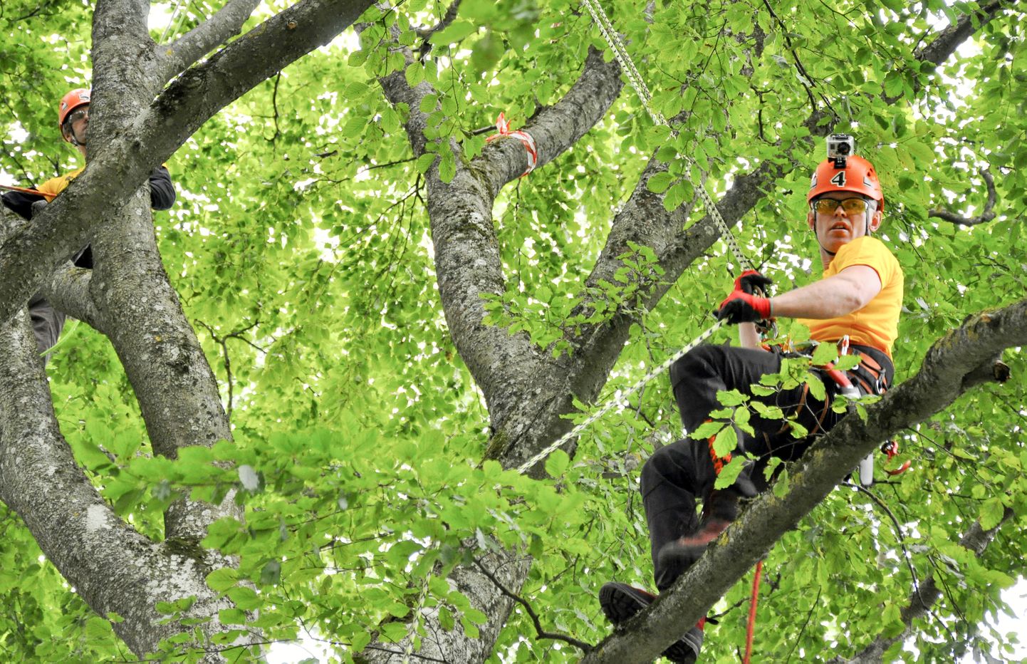 Mida suuremad on puud, seda mõistlikm on usaldada nende hoolduslõikus spetsialistile. Arborist Heiki Hanso koos kolleegiga järjrkordsel objektil.