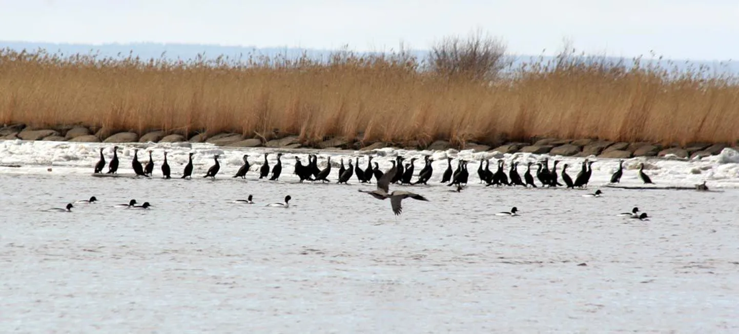 Aplad kormoranid lendavad üha massilisemalt Läänemere põhjaossa pesitsema.