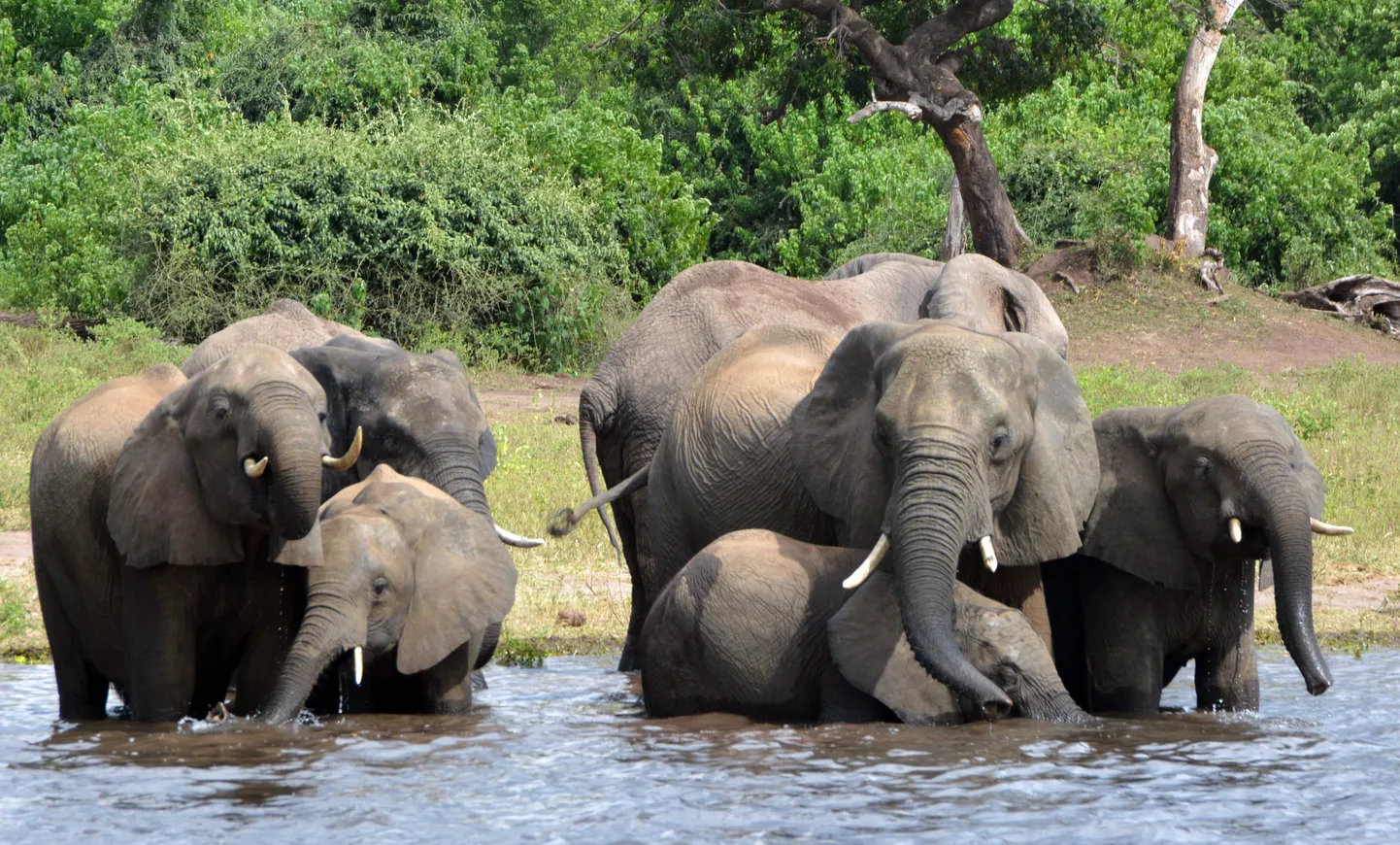 Elevandid Botswana looduskaitsealal.