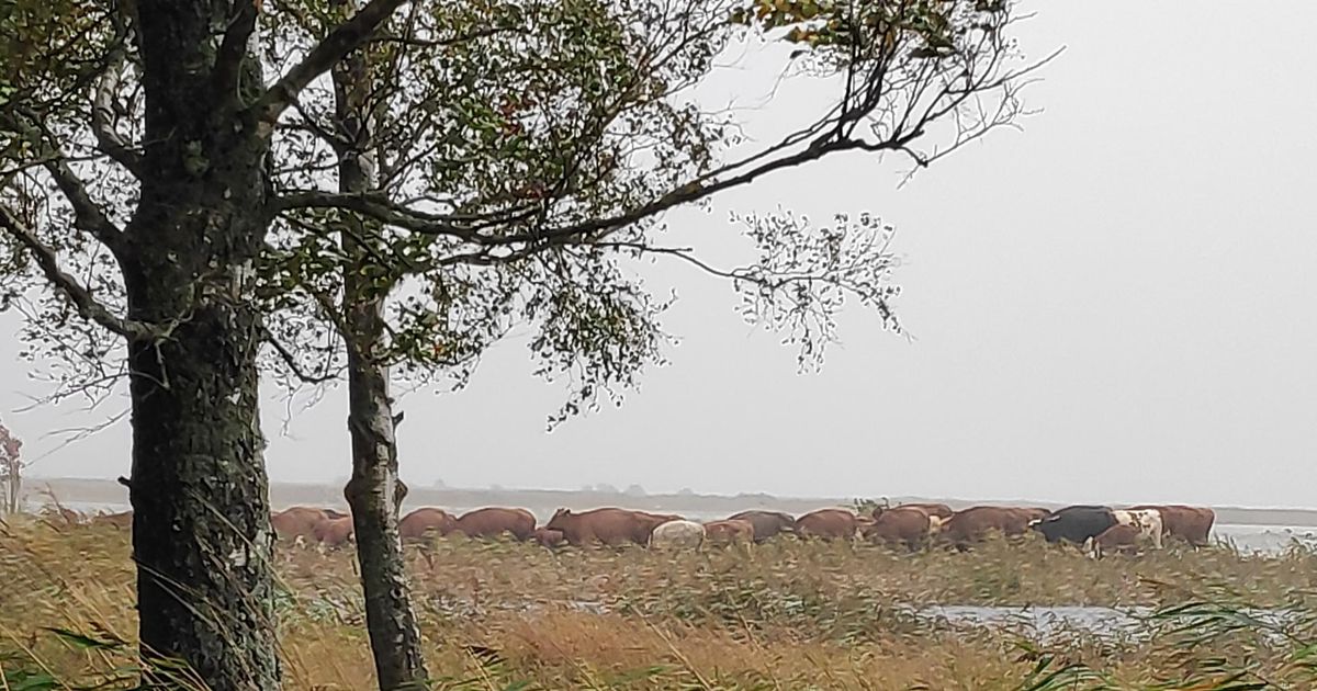 Piltuudis: veetõus jättis linnalehmad veelõksu