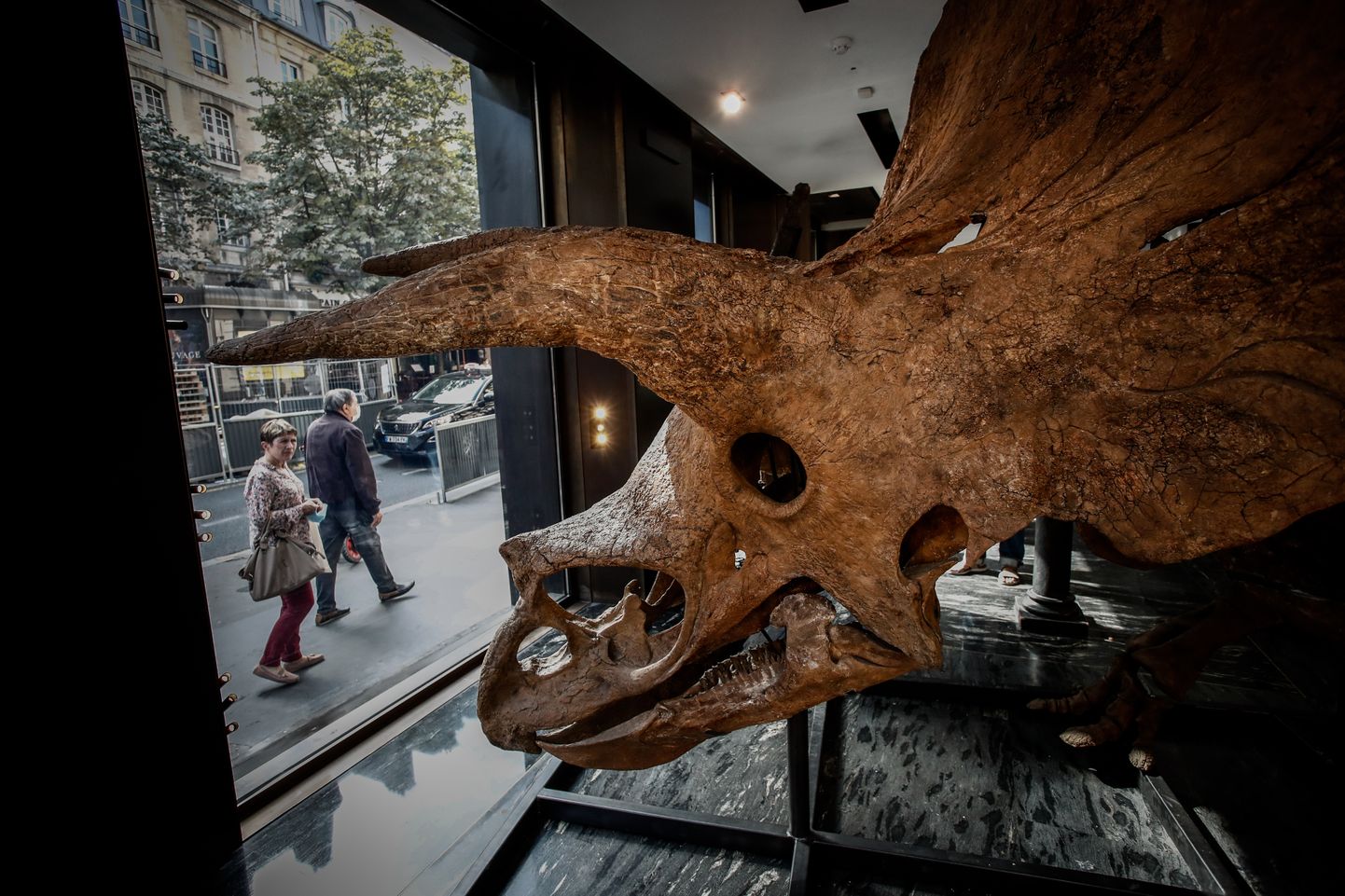 Tritseeratops Big Johni skelett Pariis oksjonimaja kanal. Skeleti hinnaks võib kujuneda 1,2 miljonit eurot