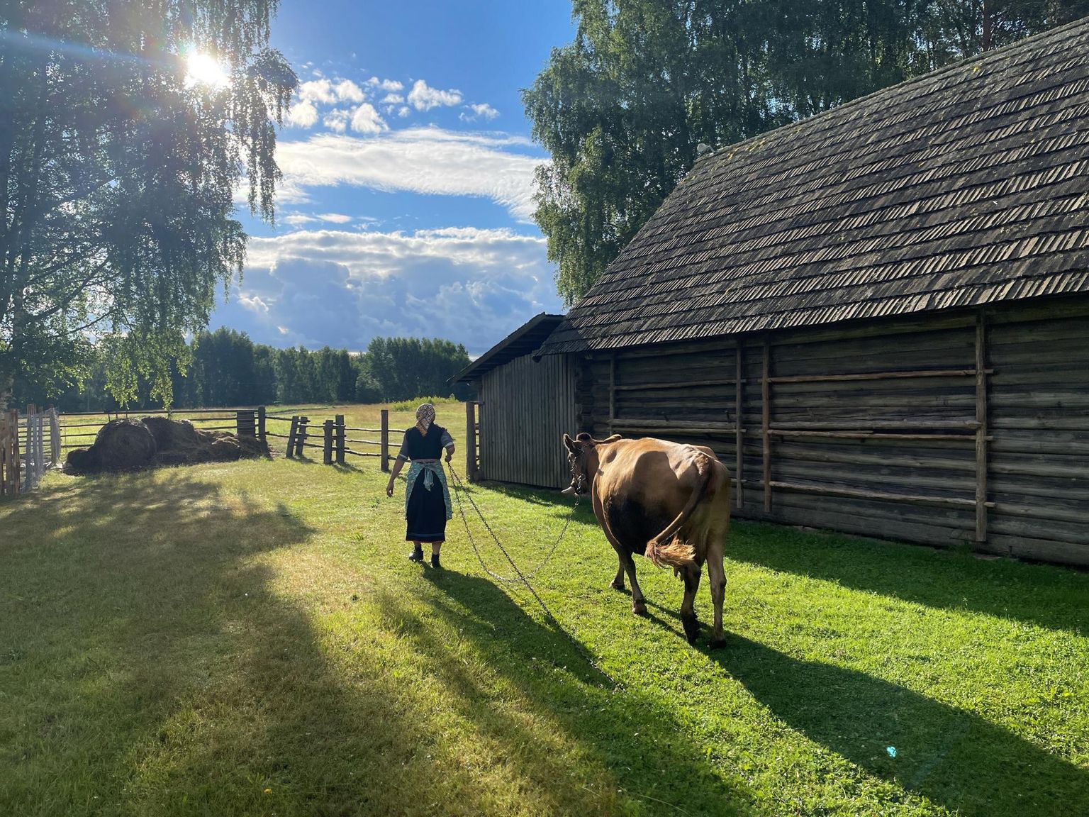 Lehm Säde võeti Seto talumuuseumi alles aprillis, kuid Marje Linnuse sõnul on loom uue kodukohaga harjunud.