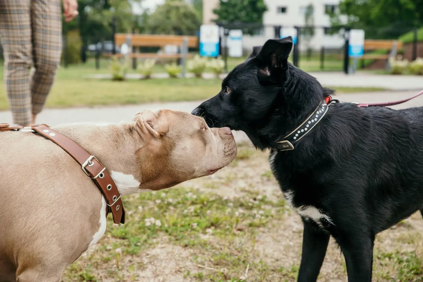 Räämale rajatakse peagi samasugune koertepark, nagu praegu on Mai kergliiklustee ääres.