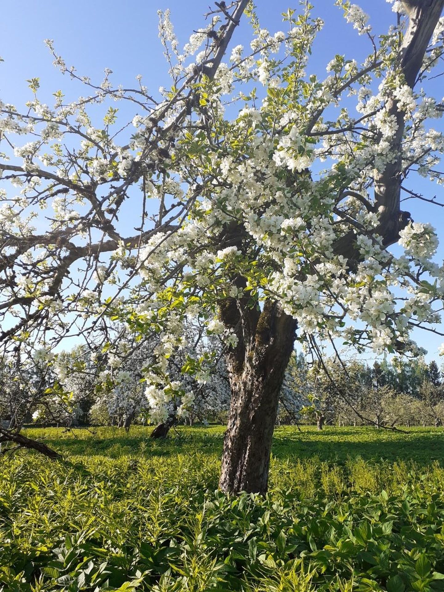 Vinni legendaarne õunaaed pakub praegu mesimummudele töörõõmu ja kohalikele silmailu.