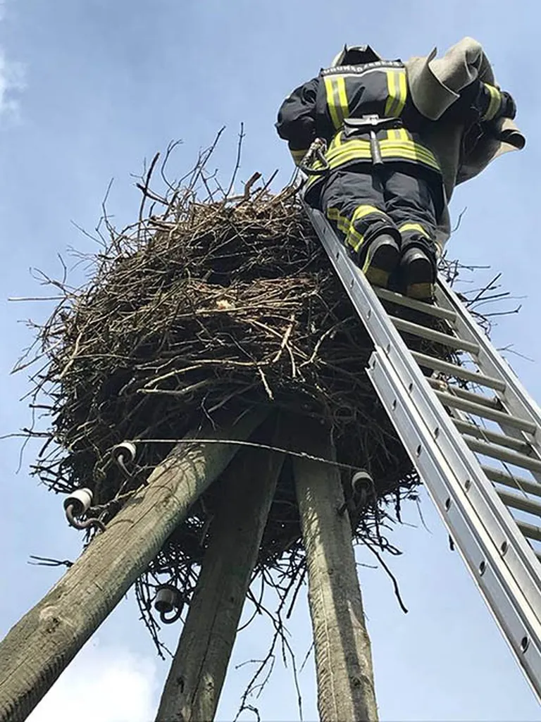 Raksta foto