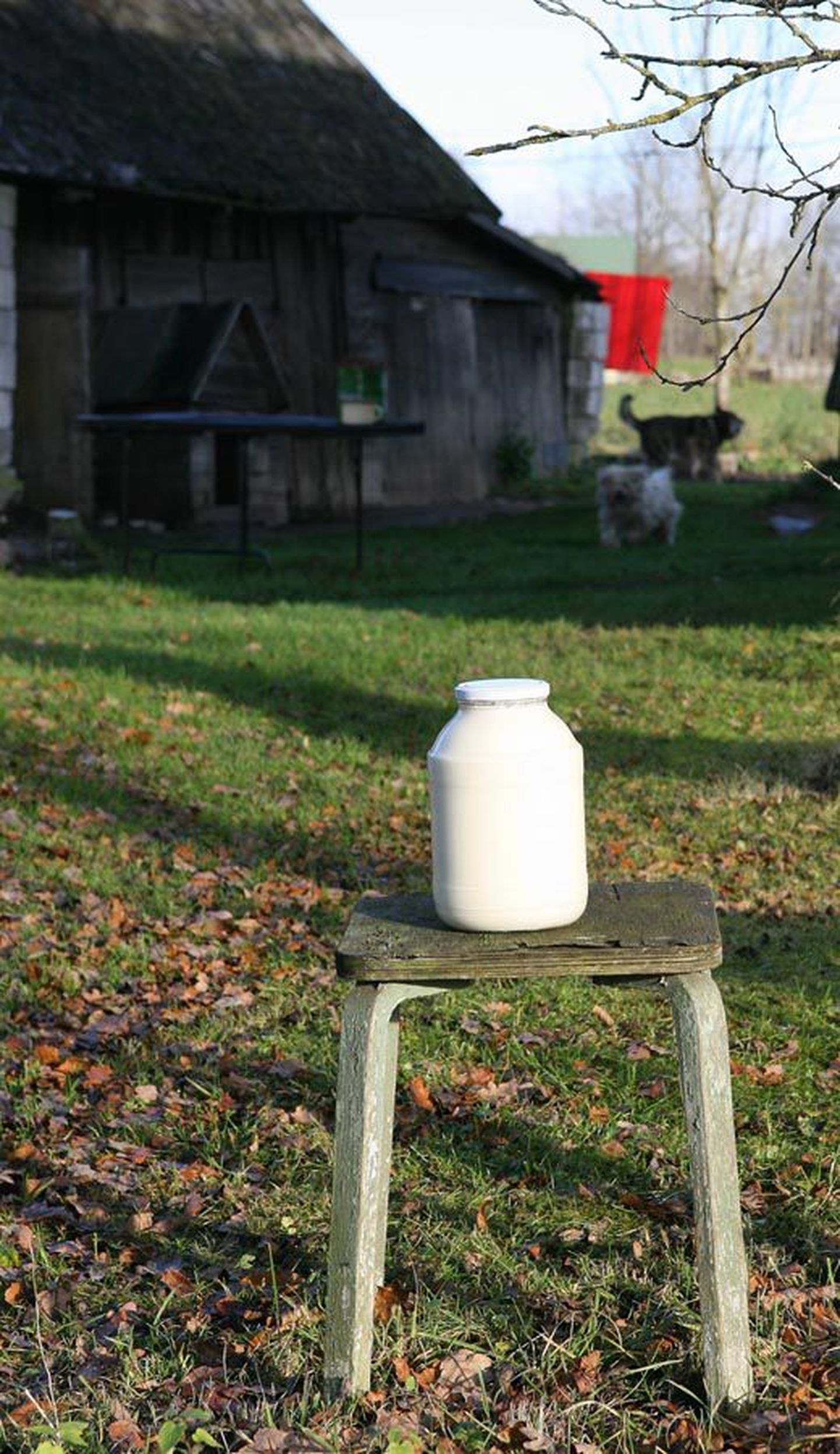 Tänavuse esimese poolaasta piimatoodang oli viimase aja suurim. Eestis toodetakse piima ligikaudu 160 protsenti siseturu vajadusest.