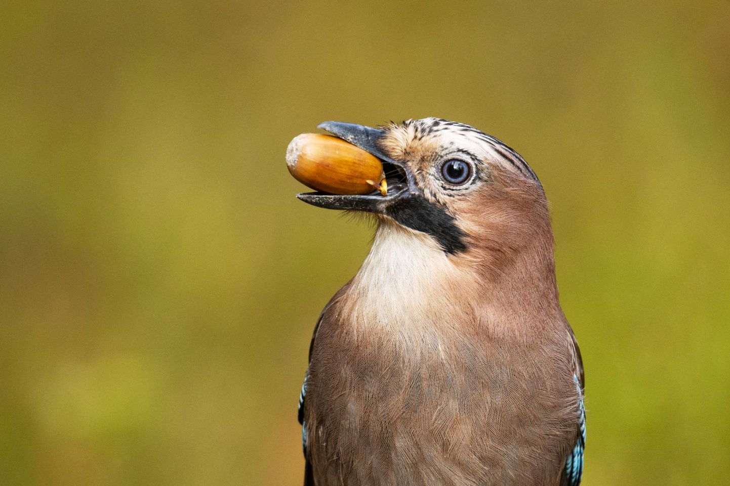 Sügisilmad tuletavad ­lindudelegi meelde, et toitu peab tallele panema. Siin on sahvrivarude kallal pasknäär.