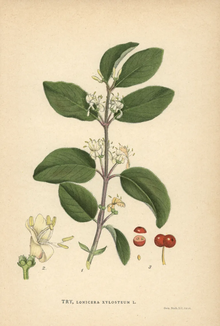 Vanaaegne joonis. Harilik kuslapuu (Lonicera xylosteum). Kahekaupa kokku kasvanud valgetest taimede õitest ulatuvad välja pikad tolmukad. Küpsed tumepunased viljad sisaldavad mitut seemet ja on ebameeldiva maitsega. Laiad piklikud lehed on kaetud tumedate karvadega ning pealt tumedamad, alt heledamad. Põõsas ise on 2–3 meetri kõrgune.