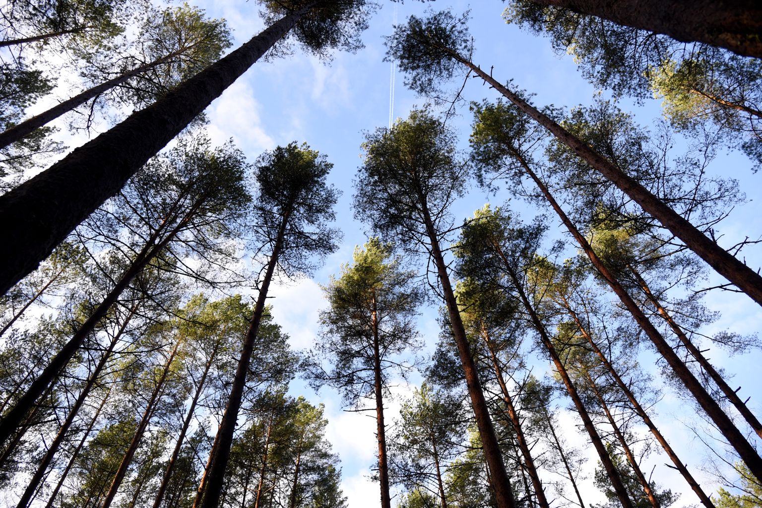 SIA "Rīgas meži" Tīreļu mežniecības teritorija.
