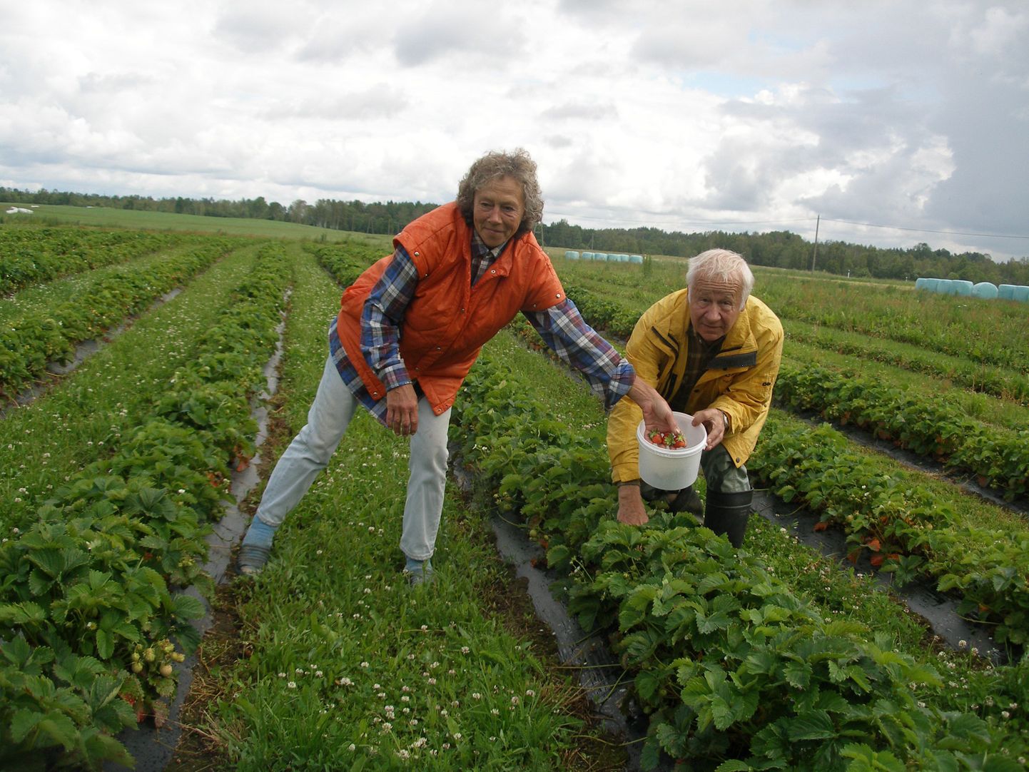 Reku talu perenaine Eve Luik ja peremees Eino Matsalu kaks aastat tagasi oma maasikapõllul marju korjamas.