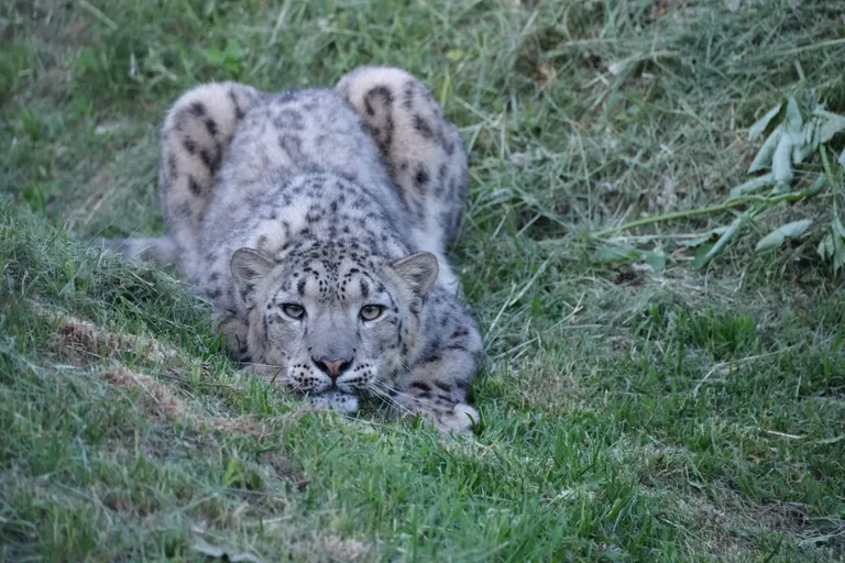 Lumeleopard Makalu on hüppeks valmis.