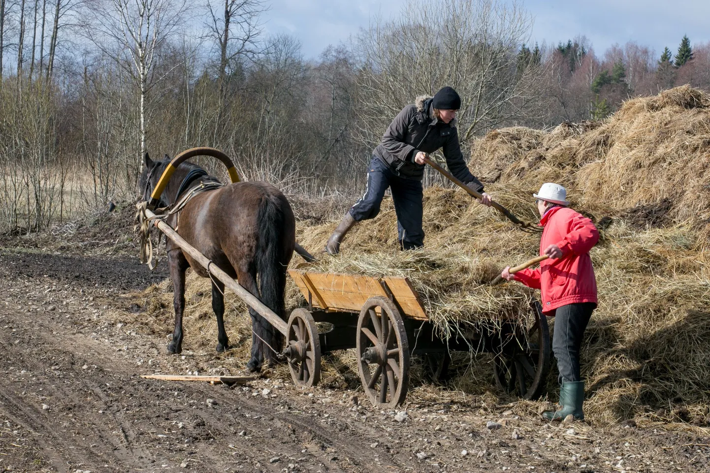 Sõnnikuvedu hobusega