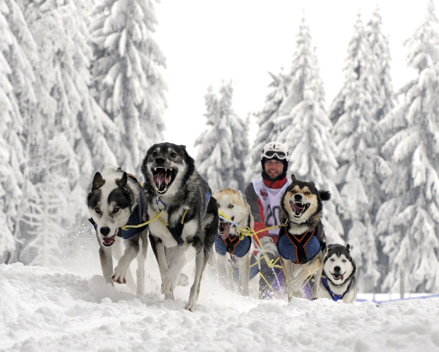 Norra ülikool pakub koerarakendi juhtimise kursust