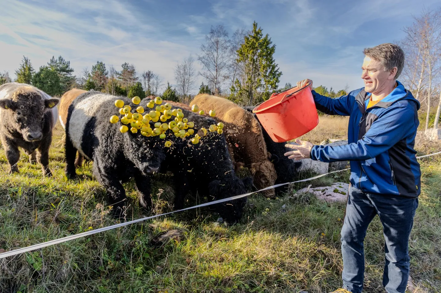 Šotimaalt Galloway maakonnast pärit lihaveised vitsutavad isuga õunu. Kostitab Reinu talu noorperemees Aro Kütt.