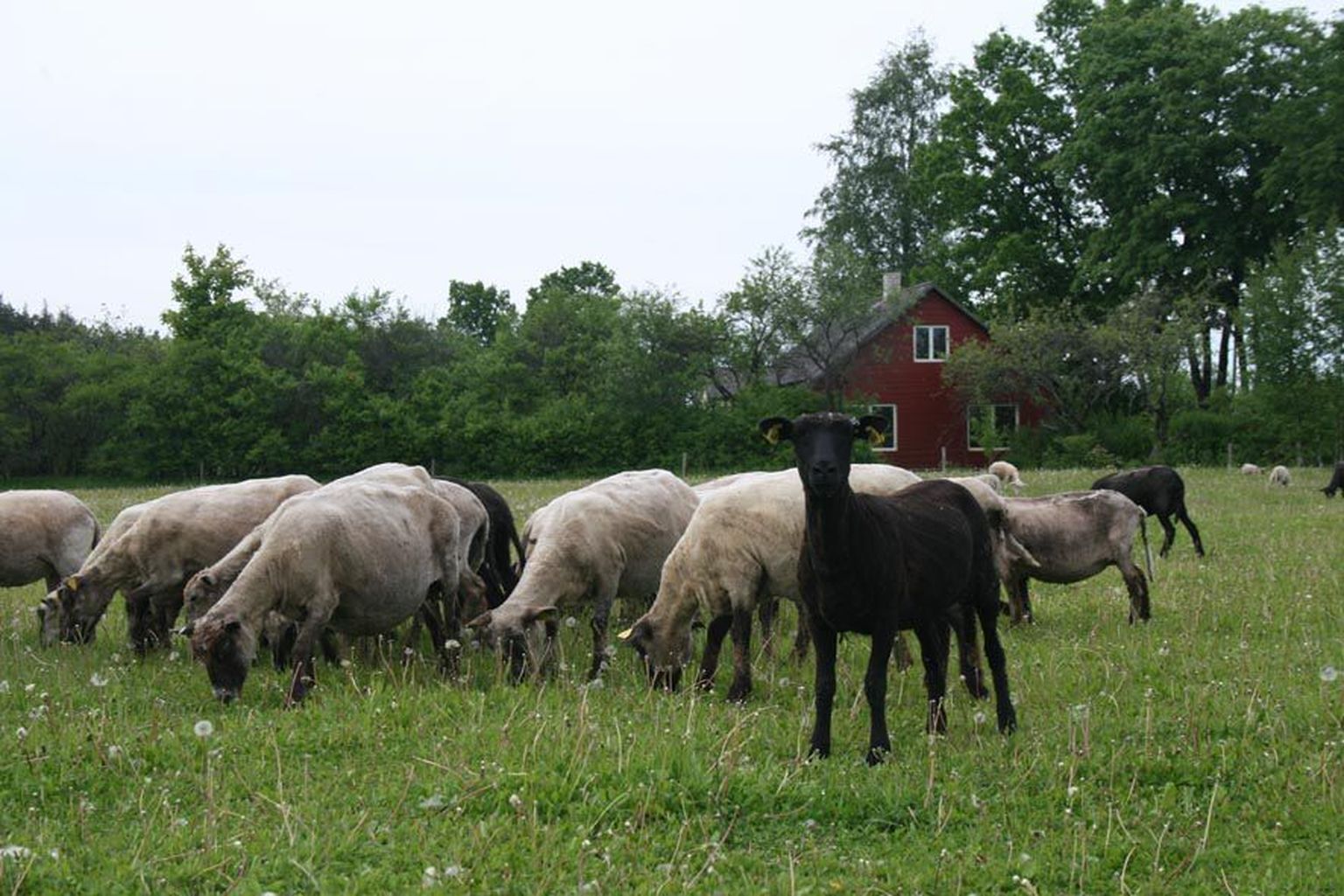 Samuri talus elavast lambakarjast on mitu talle tapetud ning pererahvas kahtlustab, et selle veretöö on toime pannud kured.