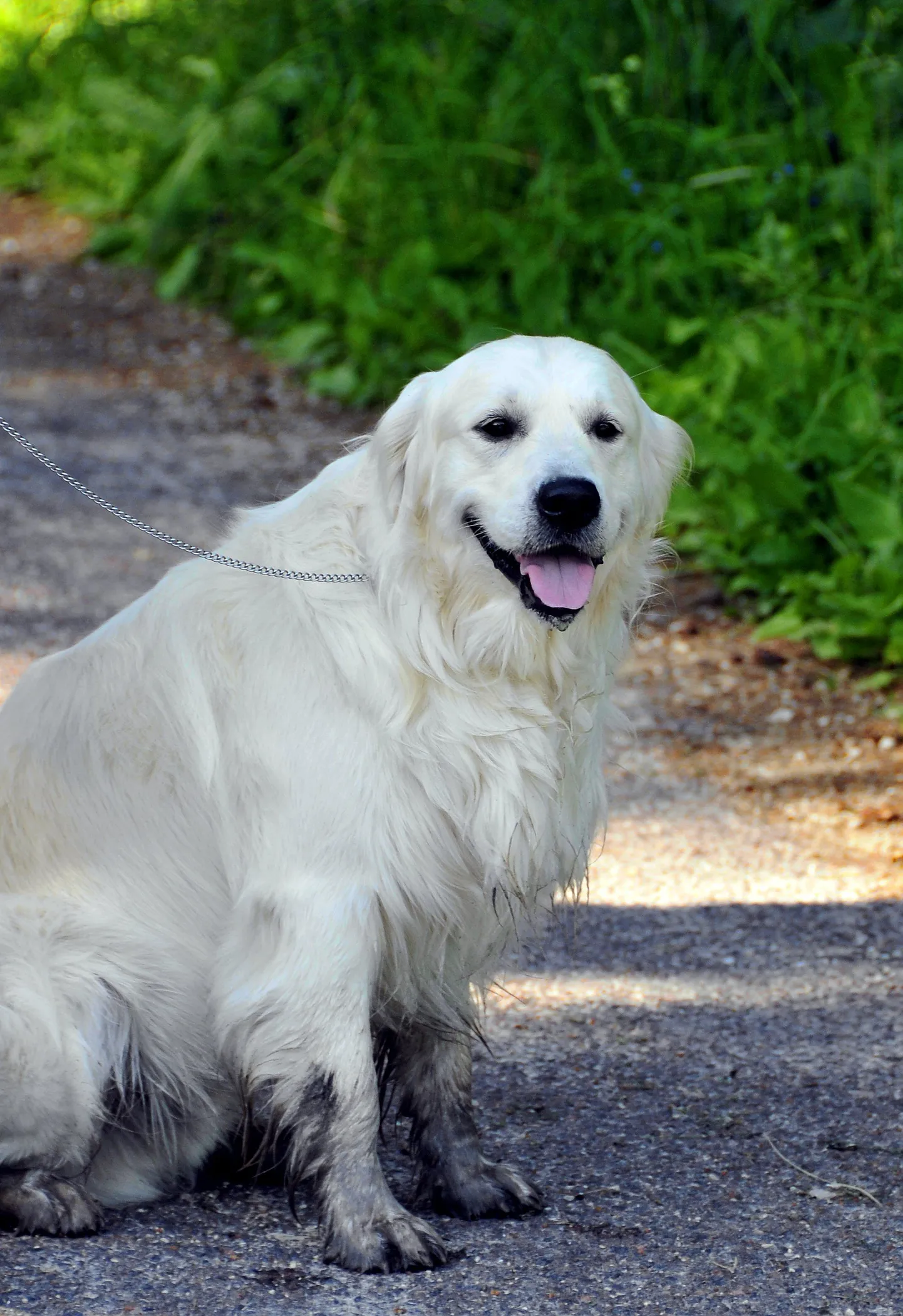Pildil kuldne retriiver Lordy.