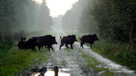 Eksperdid hoiatavad: kui suvist metsseajahti ei tõhustata, võivad sügisel järgneda uued seakatkupuhangud
