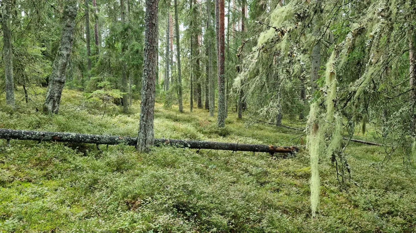 Põlismetsas võib kohata inimpelglikke liike, kes majandatavas metsas elada ei saa.