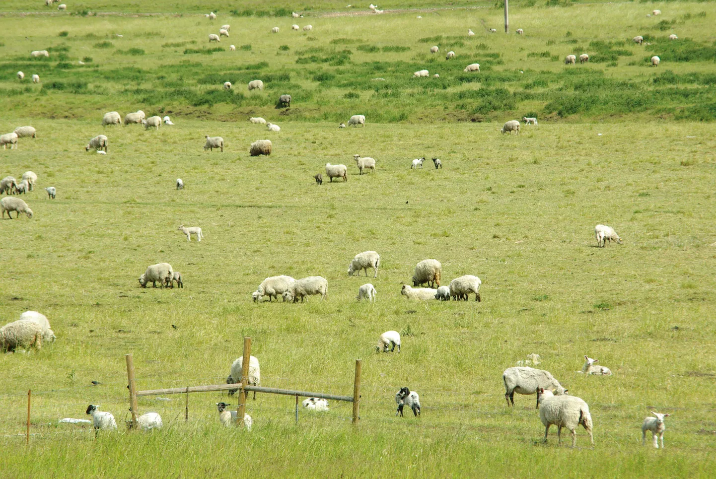 Rein Kilgi lambad.