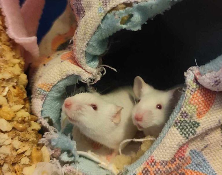 Päästetud hiirekesed said nimeks Iti ja Piia ning ootavad kodupakkumisi