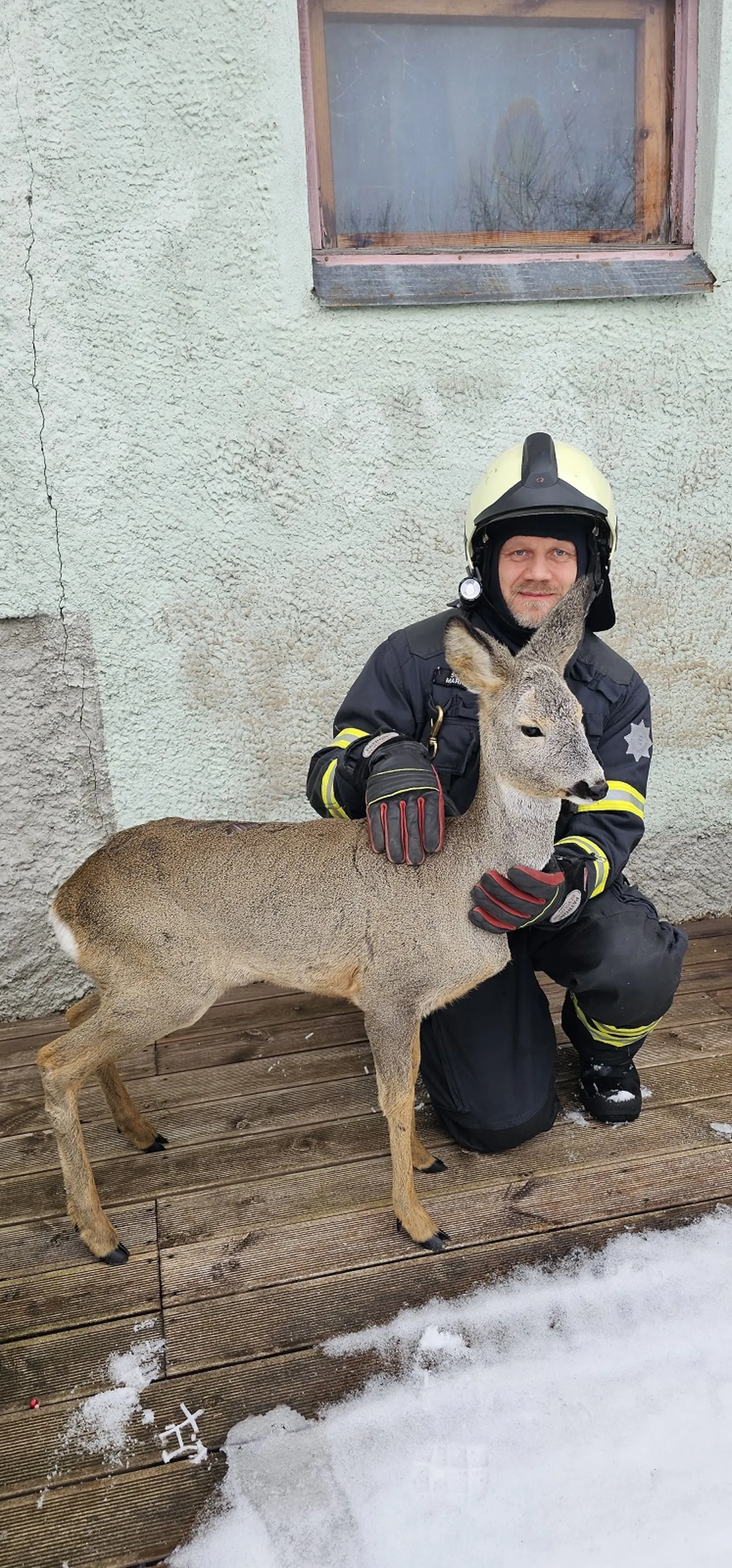 Päästjad viisid hoovi eksinud kitse läheduses asuvasse metsatukka.