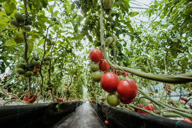 Perenaine seob tomatid nööridega üles lae alla tõmmatud siinidele ja taimede kasvades laseb nööre tasapisi järele, nii et taime varreosad, millelt saak juba korjatud lamandub maapinnale, ladvast kasvab aga taim aina edasi.