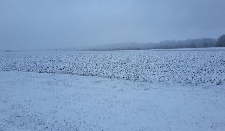 Снегопад в Вильяндимаа.
