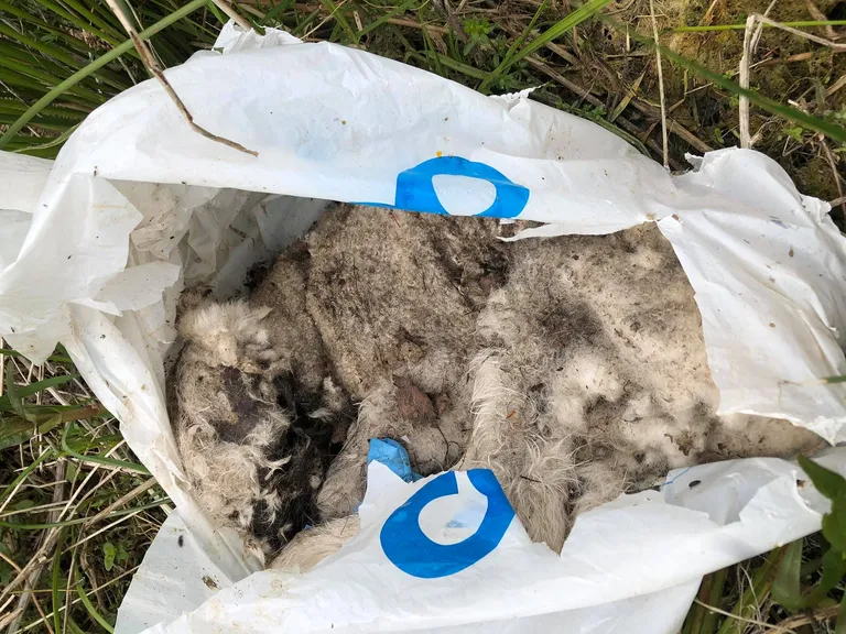 Kotid avastas juhuslik mööduja