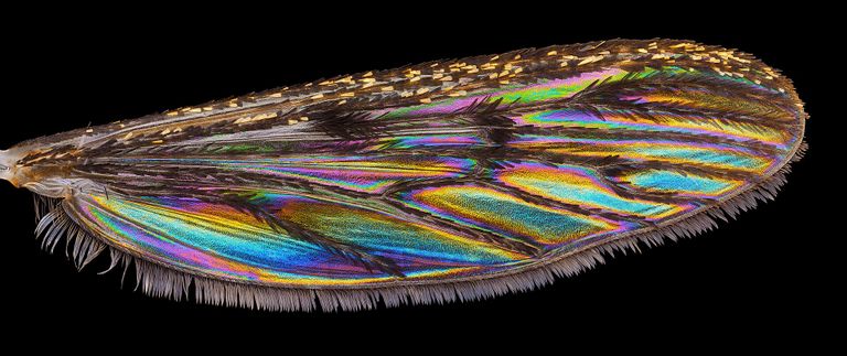Žürii tunnustuse sai Enno Merivee pilt valguse interferentsi värvilistest mustritest euroopa linnusääse läbipaistval tiival. Alles hiljuti avastati, et mitmesuguste putukate läbipaistvad tiivad ilmutavad tumedal taustal ootamatult kirkaid struktuurseid värvimustreid. See foto sai ka Ajakirja Horisont eripreemia.