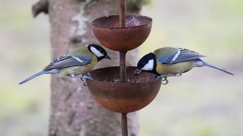 Ceturtdien gaidāmi +8 grādi