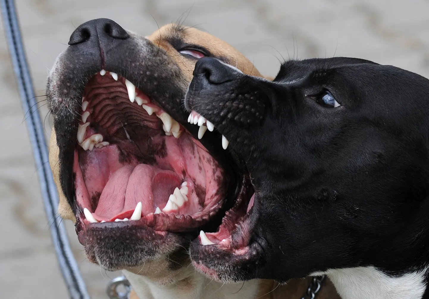 Pitbullterjerid. Foto on illustratiivne.
