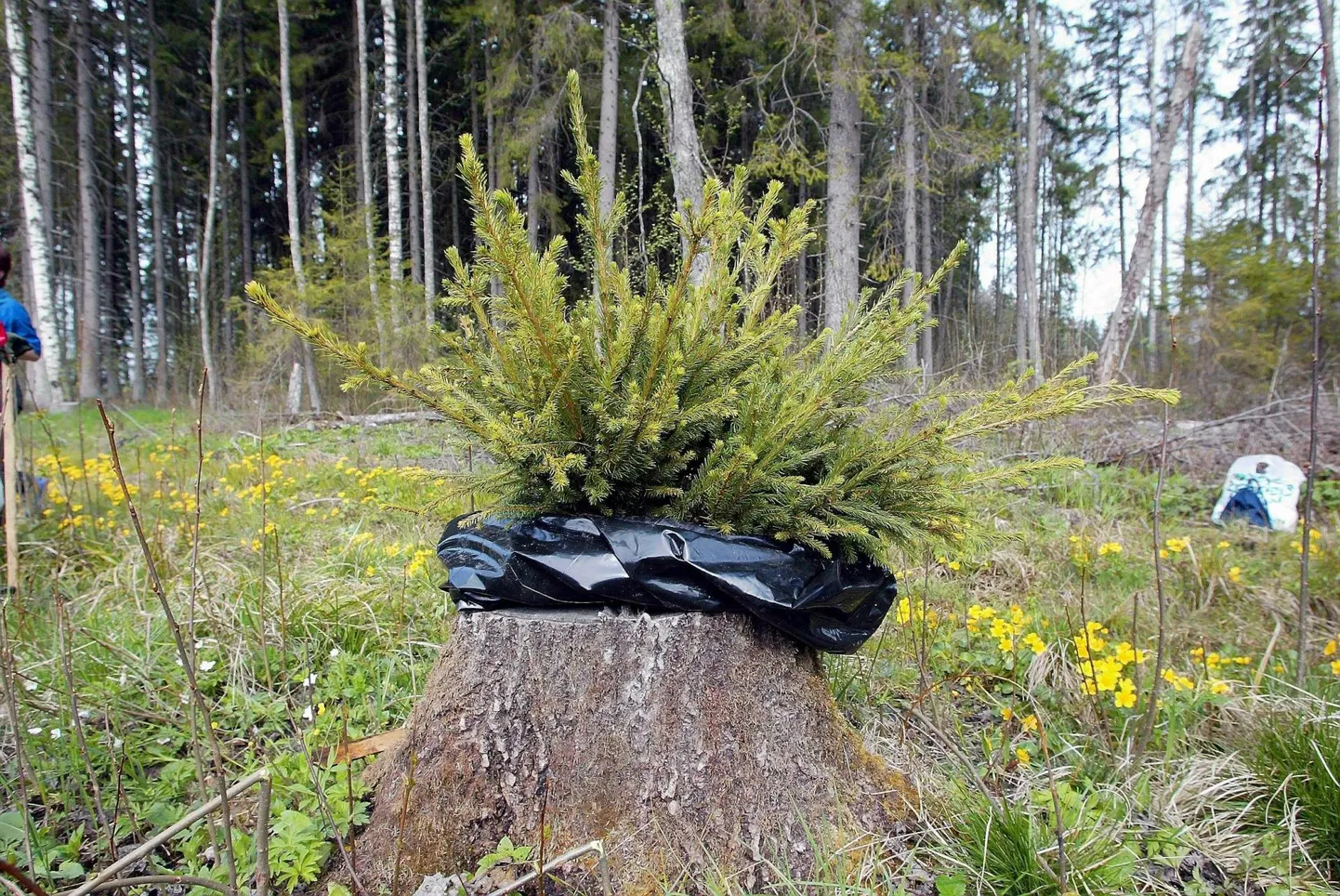Kuuseistikud.