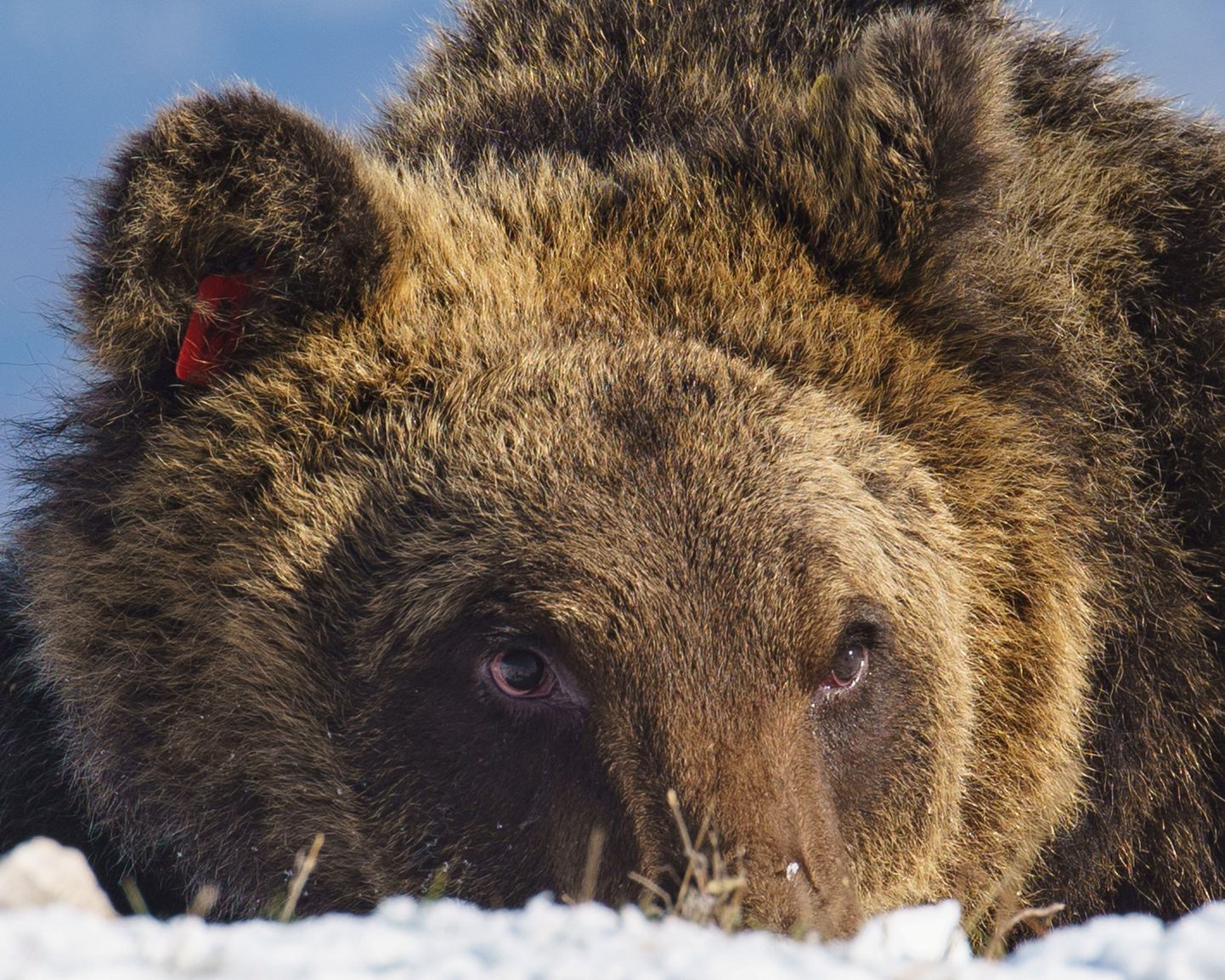 Apenniini karu Juan Carrito 7. detsembril 2021 Itaalia Abruzzo rahvuspargis